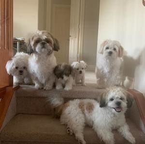 Meet your Posher, Wenshe